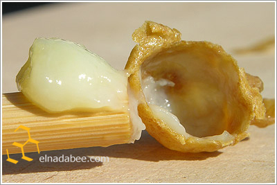 غذاء ملكات النحل